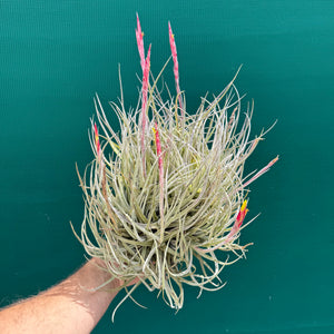Tillandsia glabrior (Mature Clump)