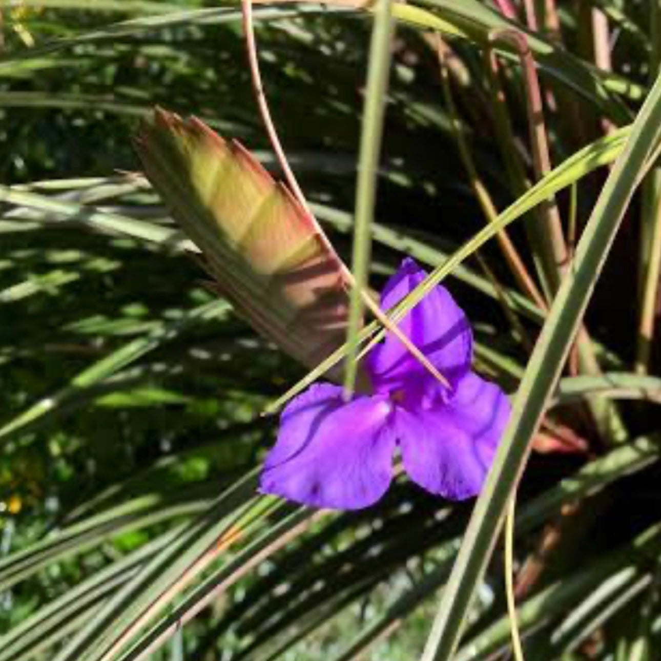 Wallisia - lindenii (Fragrant)