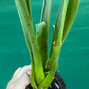 Tillandsia / Racinea dyeriana NEW