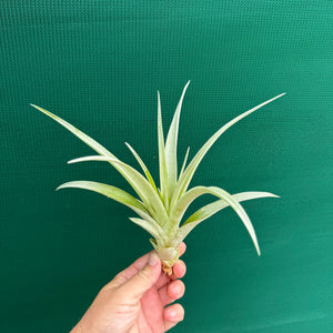Tillandsia - capitata ‘Purple & Yellow Mex’ ex. PT NEW