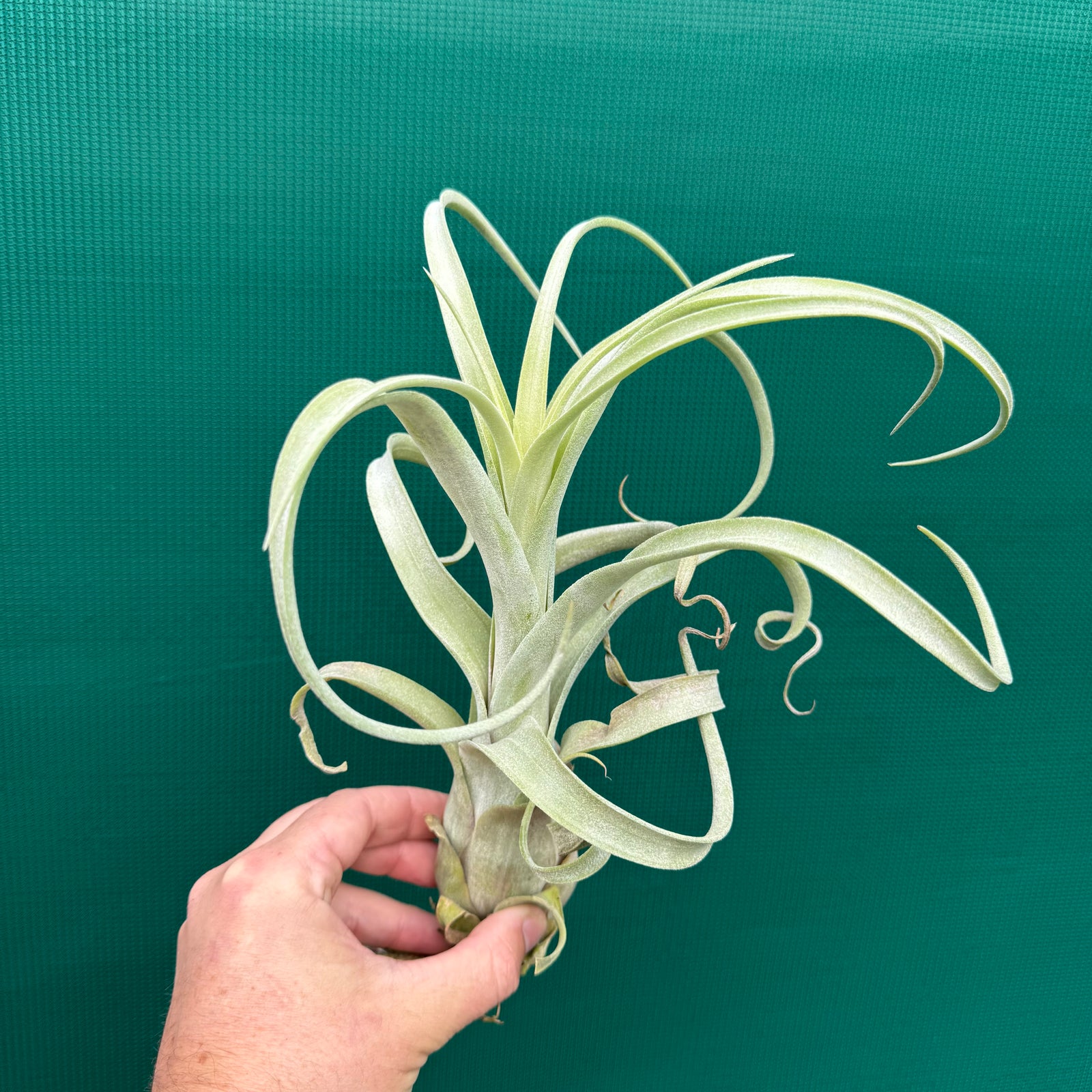 Tillandsia - Burly Slim ex. BD NEW