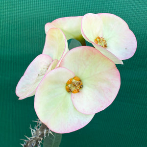 Poysean - Euphorbia P037