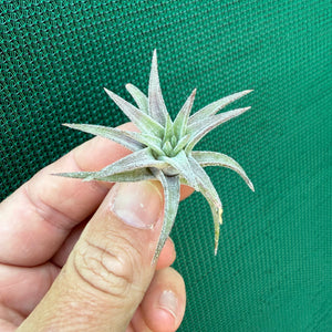 Tillandsia - vanhingii ‘Red Dragon’ ex. BD NEW