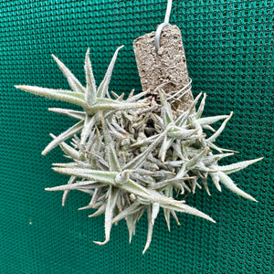 Tillandsia - paleacea GG1438 ex. PT NEW