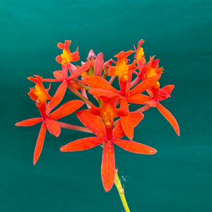 Epidendrum ‘Pointed Orange’ NEW