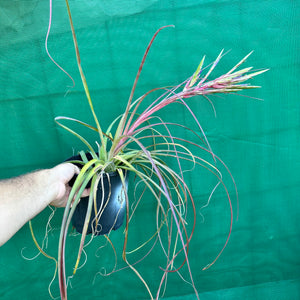 Tillandsia - fasciculata ‘Small Form’ x streptophylla ex. BG NEW