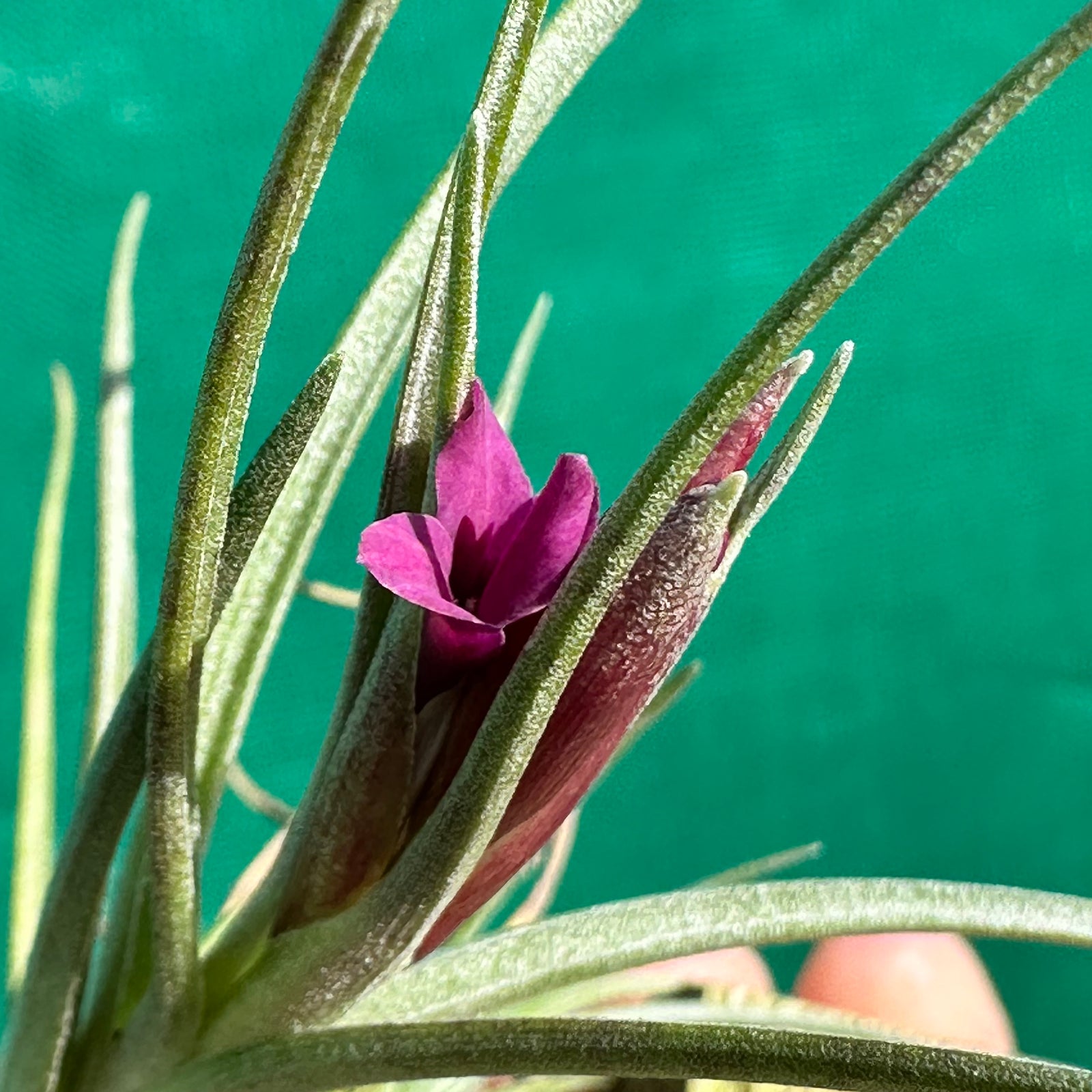 Tillandsia - albertiana x stricta ‘Fire & Ice’