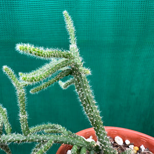 Rhipsalis baccifera f. Corraloides