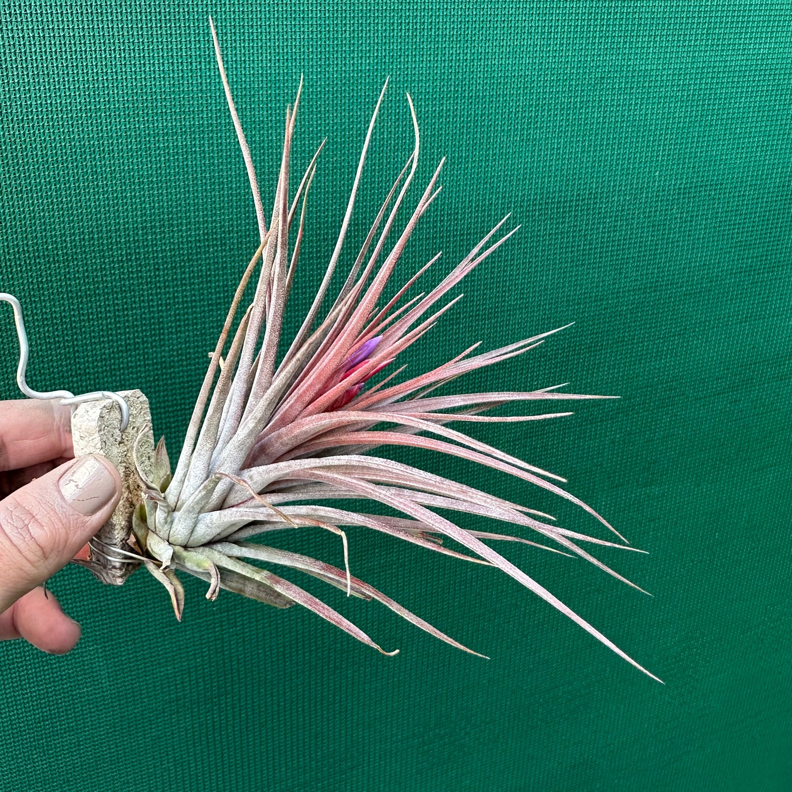 Tillandsia - Curra ex. BD
