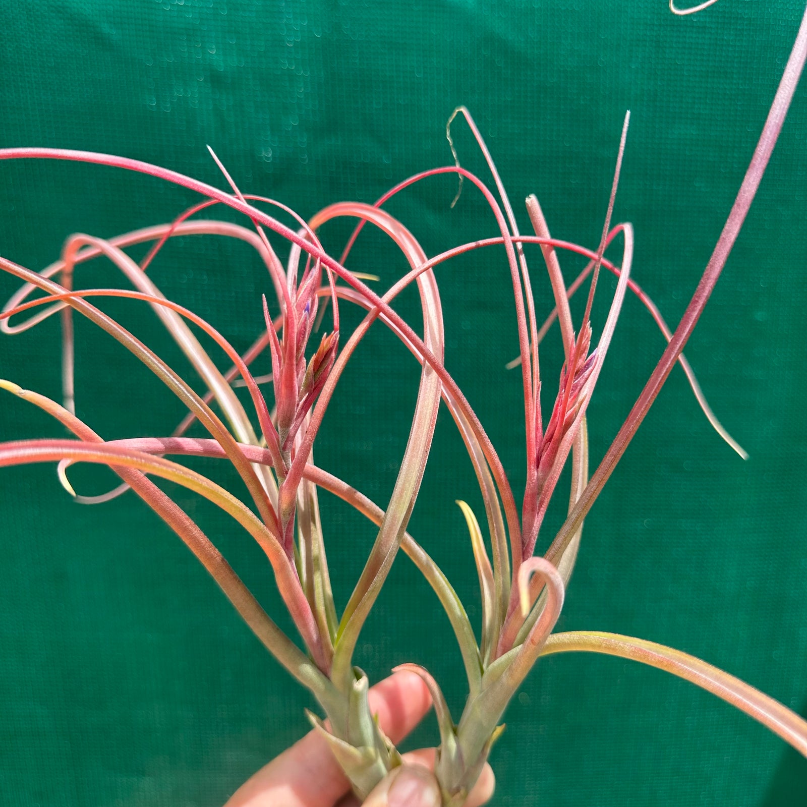 Tillandsia - Halley's Comet x brachycaulos