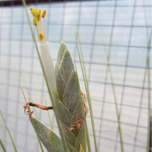 Tillandsia - Milk Junket NEW