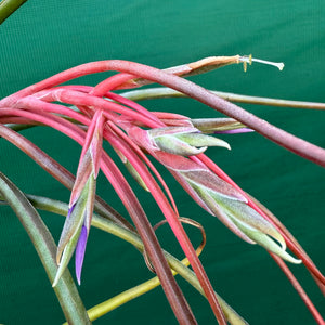 Tillandsia - bulbosa x streptophylla ? ex. BG NEW