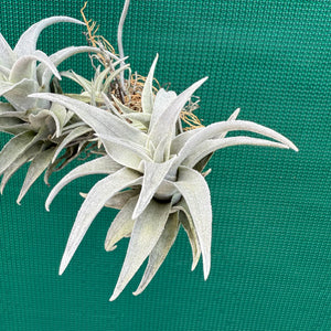 Tillandsia - barbokae ‘White Leaf’ ex. LH NEW