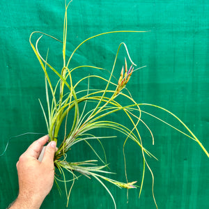 Tillandsia - occulta ex. RE