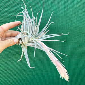 Tillandsia - Salmon Queen NEW