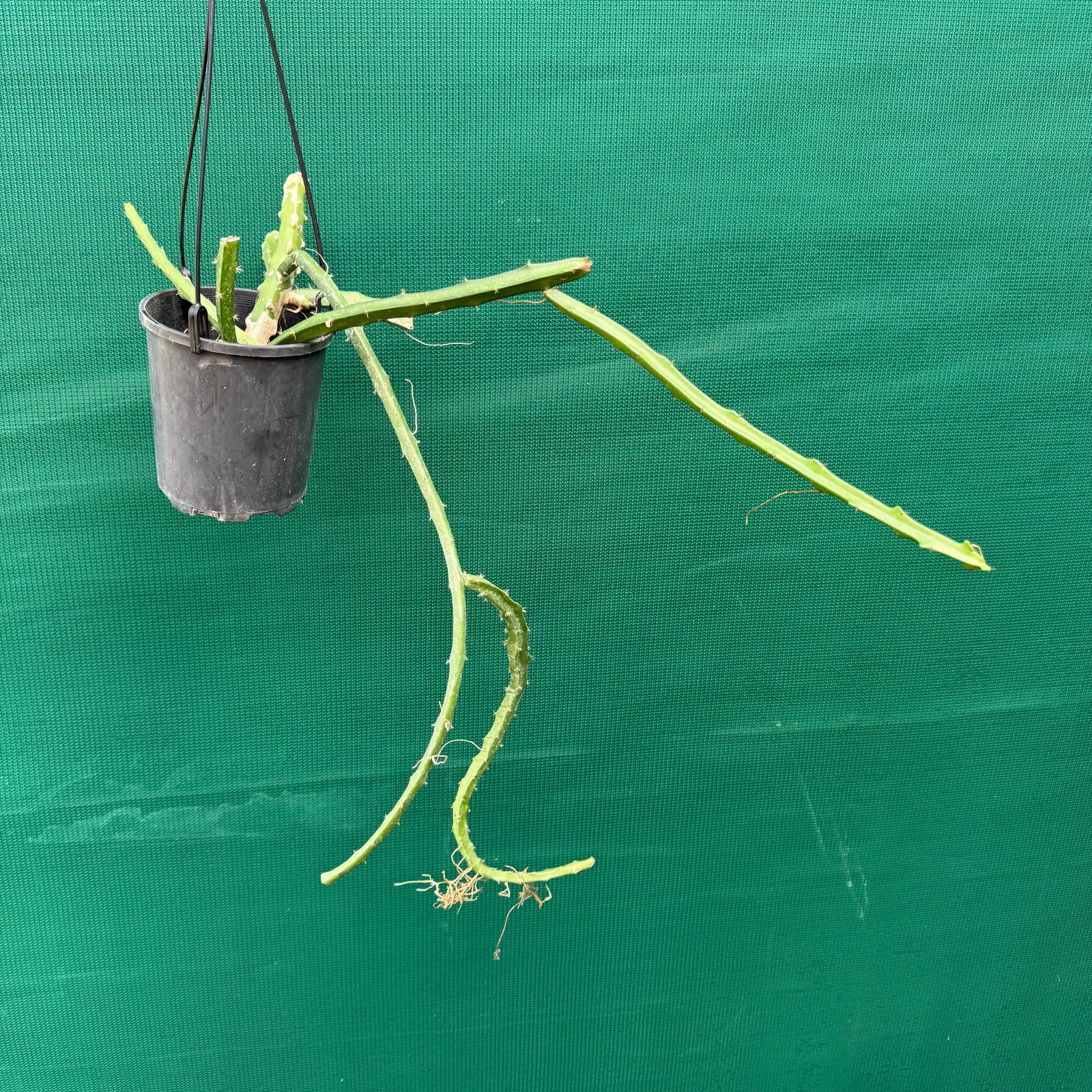 Selenicereus spinulosus EP19