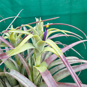 Tillandsia - capitata ‘Cuban Yellow’ ex. LK NEW