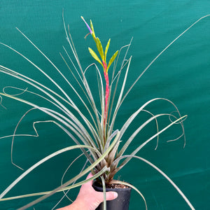 Tillandsia - aff. botterii ex PT NEW