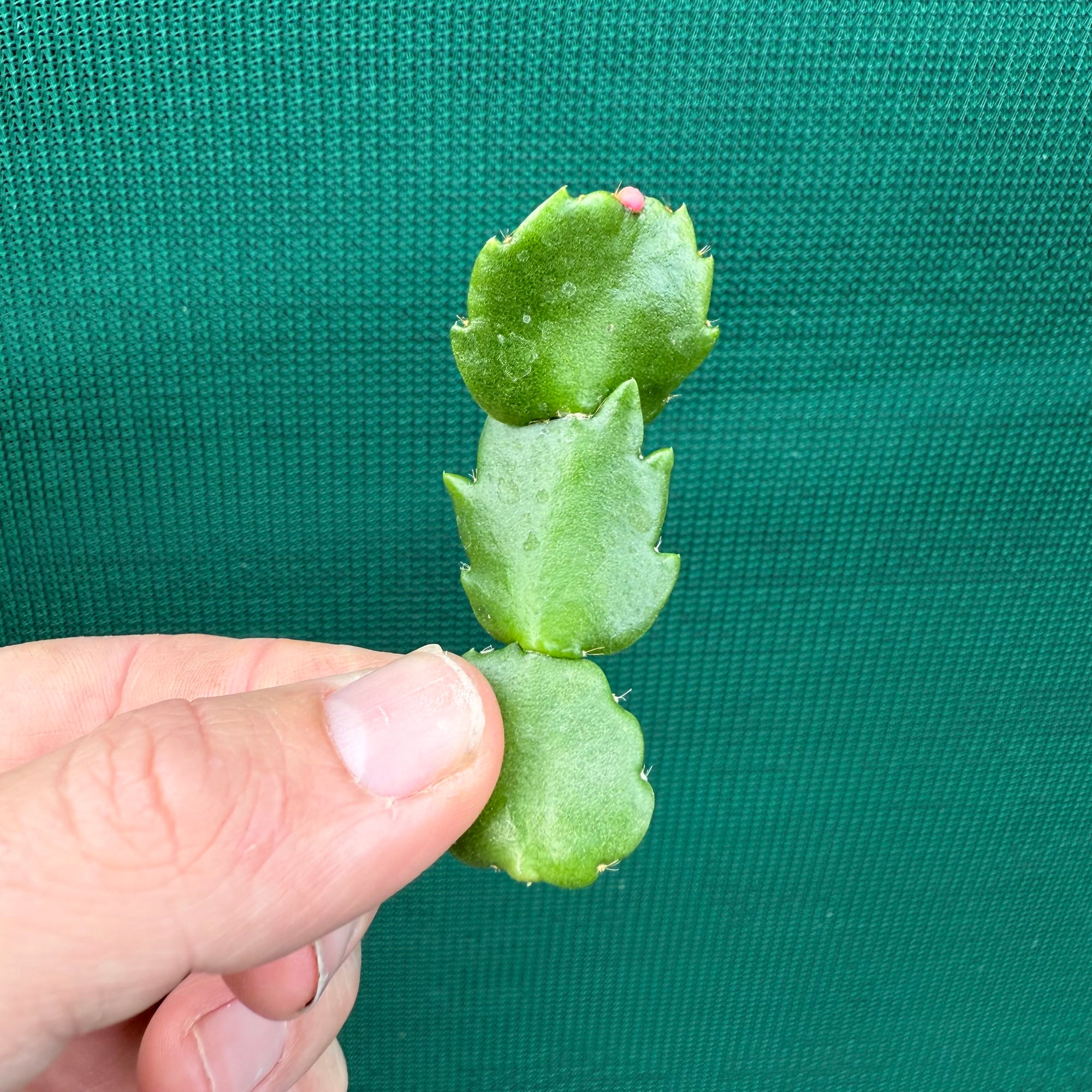 Zygocactus Sanibel
