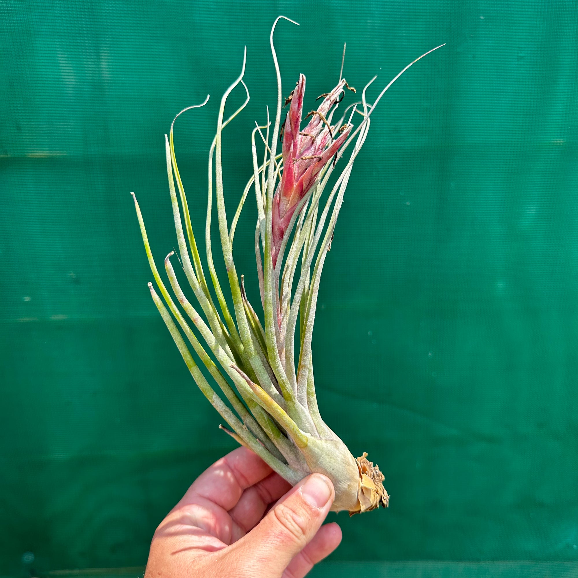 ねずみTillandsia tillandsia-ty-hybrid-and-