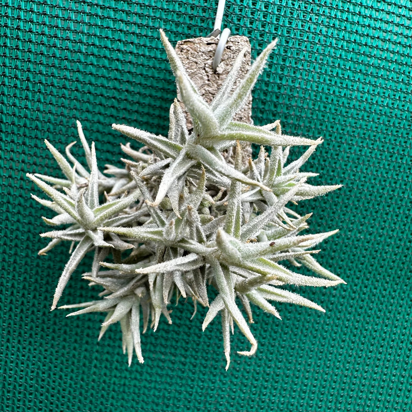 Tillandsia - paleacea ‘Small Form’ ex. PT