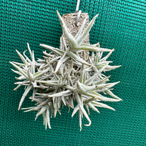 Tillandsia - paleacea GG1438 ex. PT NEW