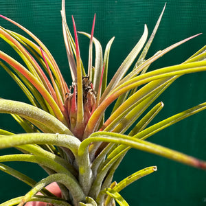 Tillandsia - Lucille RFI x ionantha ‘Rosita’ ex. GS