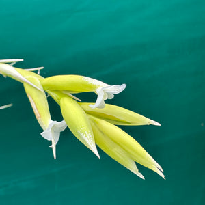 Tillandsia - nuptialis ex. BD NEW