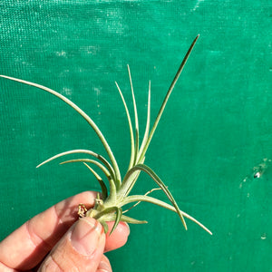 Tillandsia - albertiana x stricta ‘Fire & Ice’