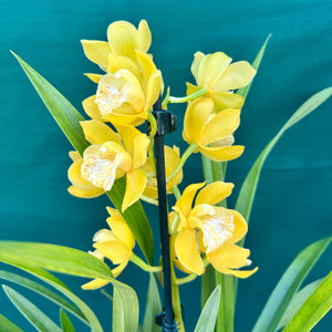 Orchid - Cymbidium ‘Tracet Reddaway Sungold’
