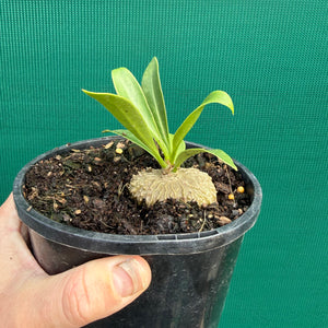 Ant Plant - Myrmecodia beccarii