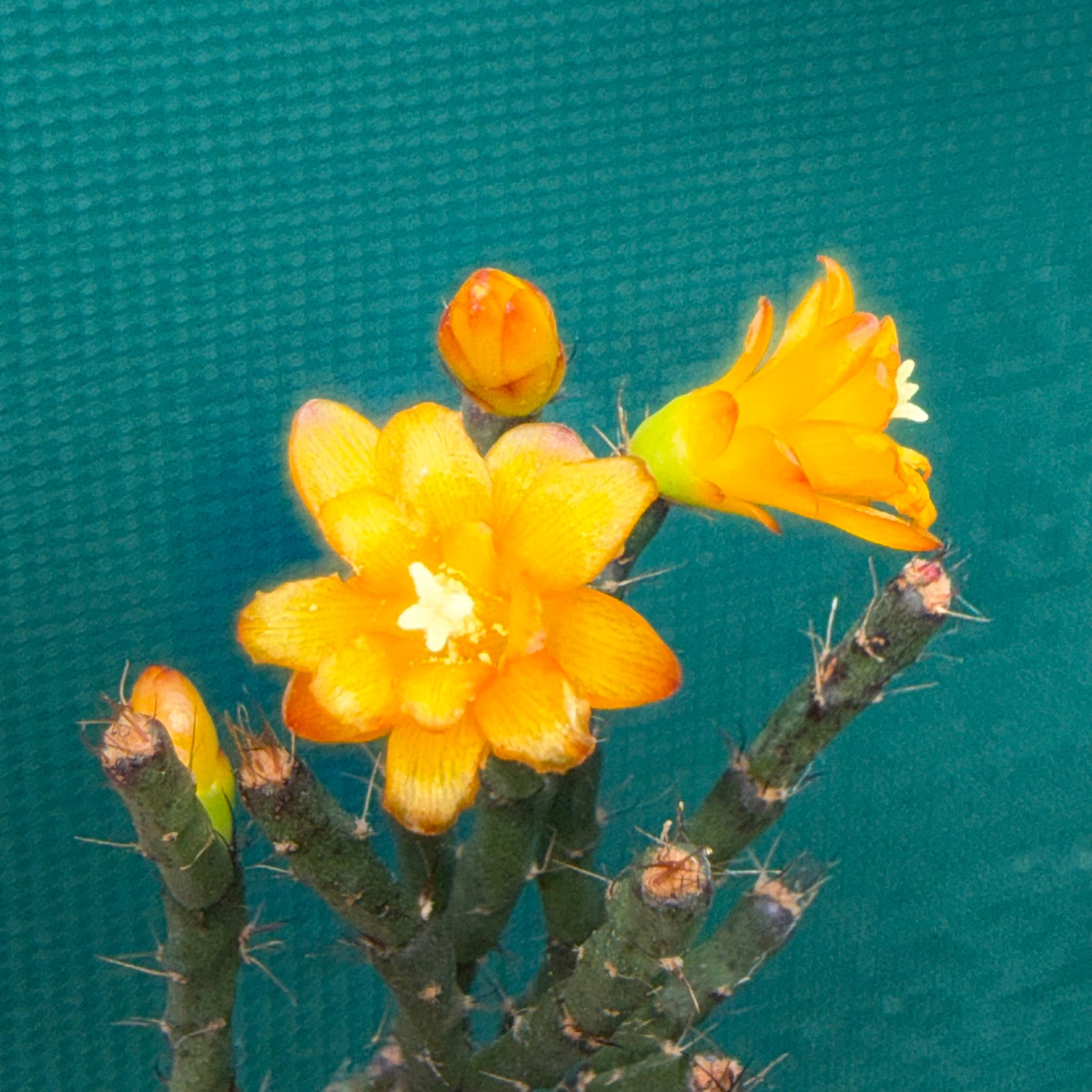 Hatiora salicornioides f. Cylindrica - R25