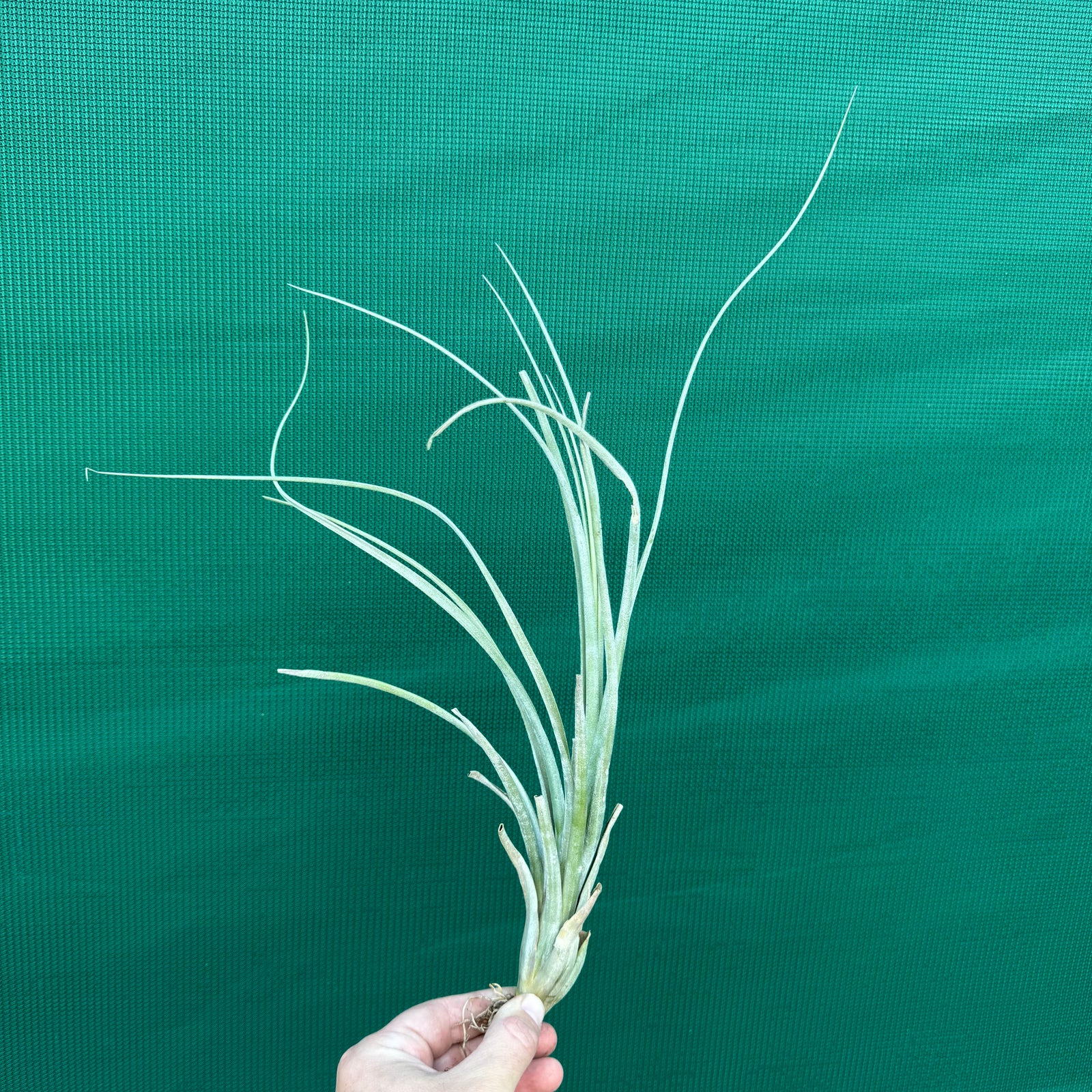 Tillandsia - Rhonda R. ex. RFI NEW