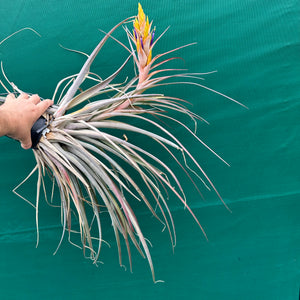 Tillandsia - fasciculata x capitata ‘Yellow’ ex. VG NEW