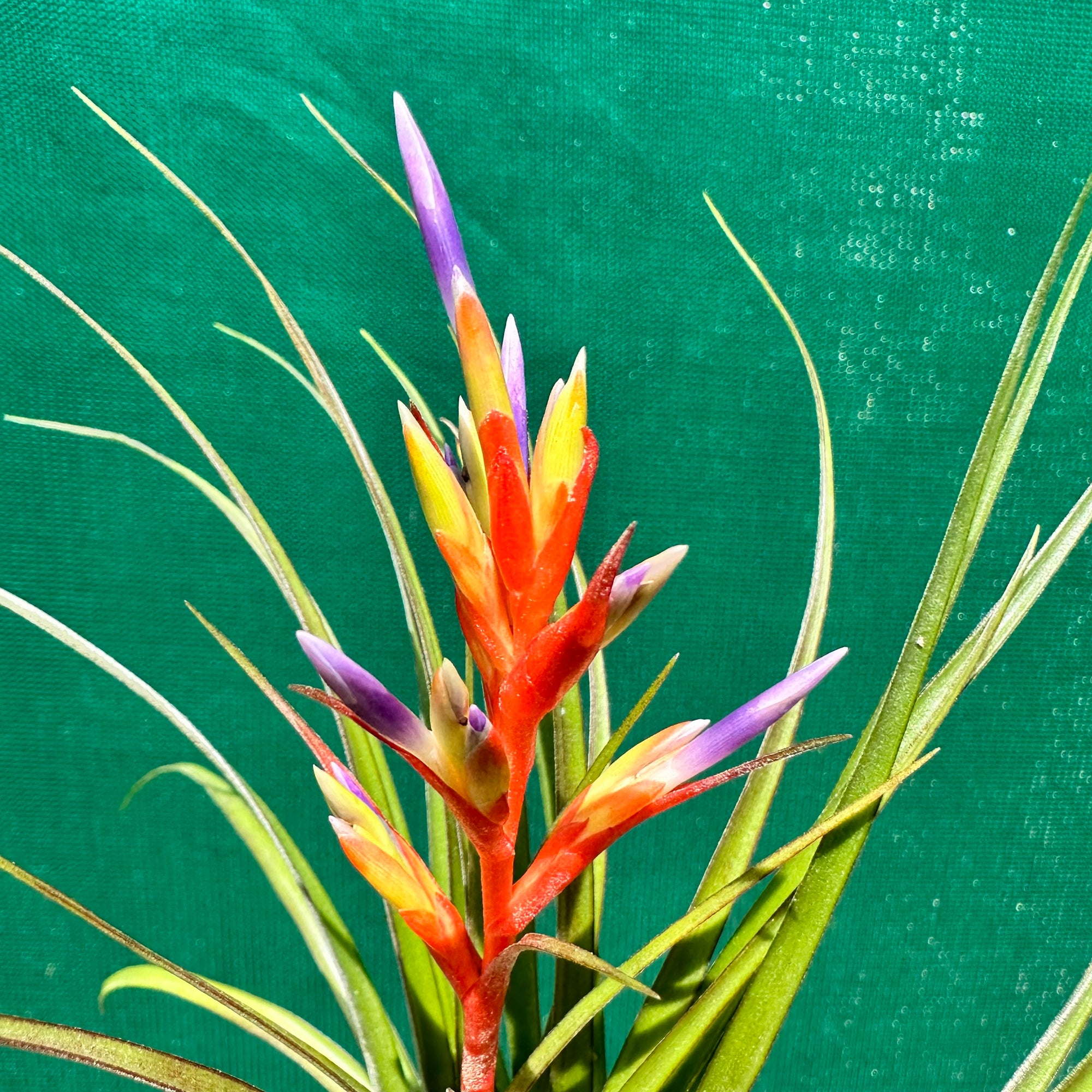 Tillandsia - chlorophylla ‘Small Form’ ex. PT