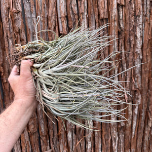 Tillandsia toropiensis ‘Typus’ (Mature Clump)
