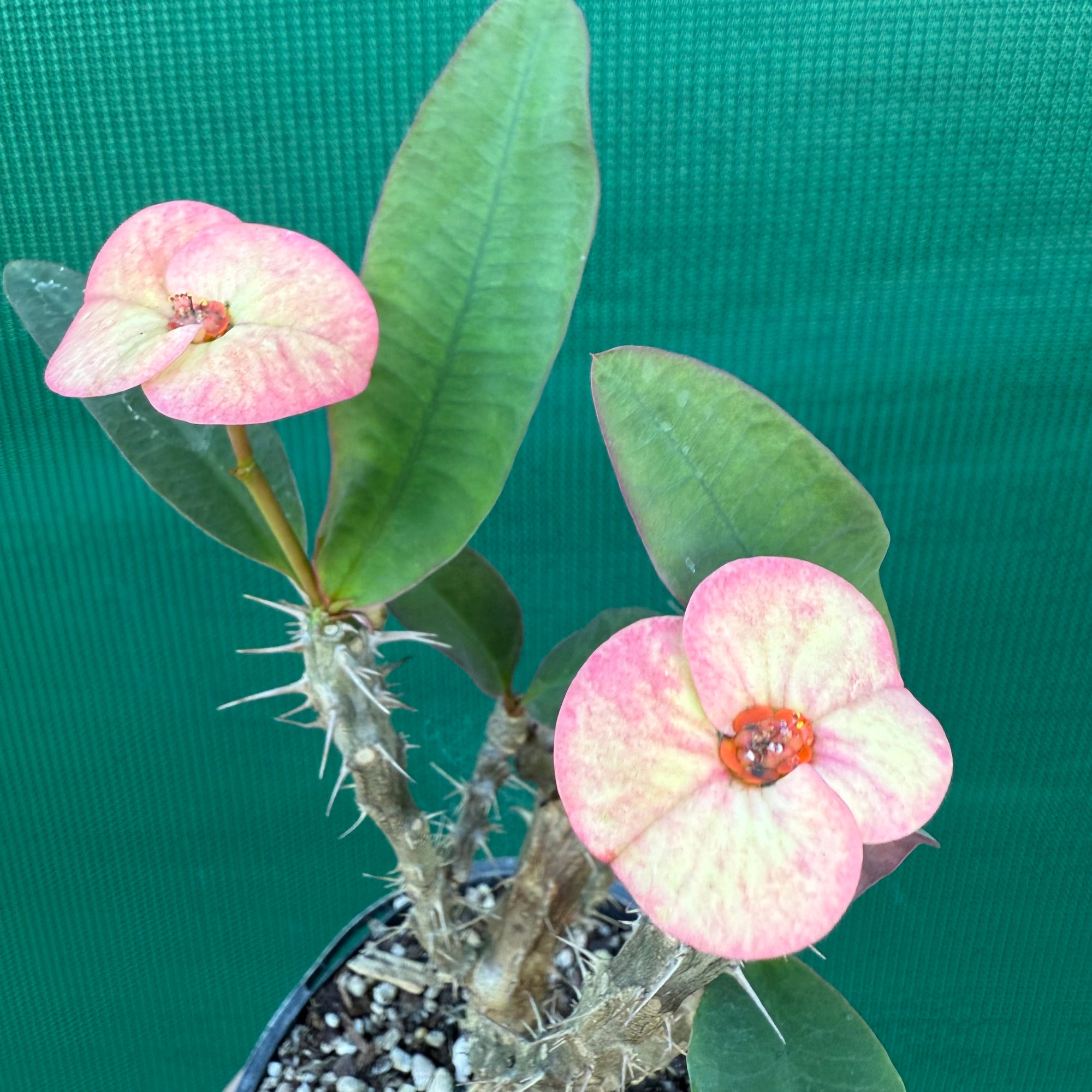 Poysean - Euphorbia P046