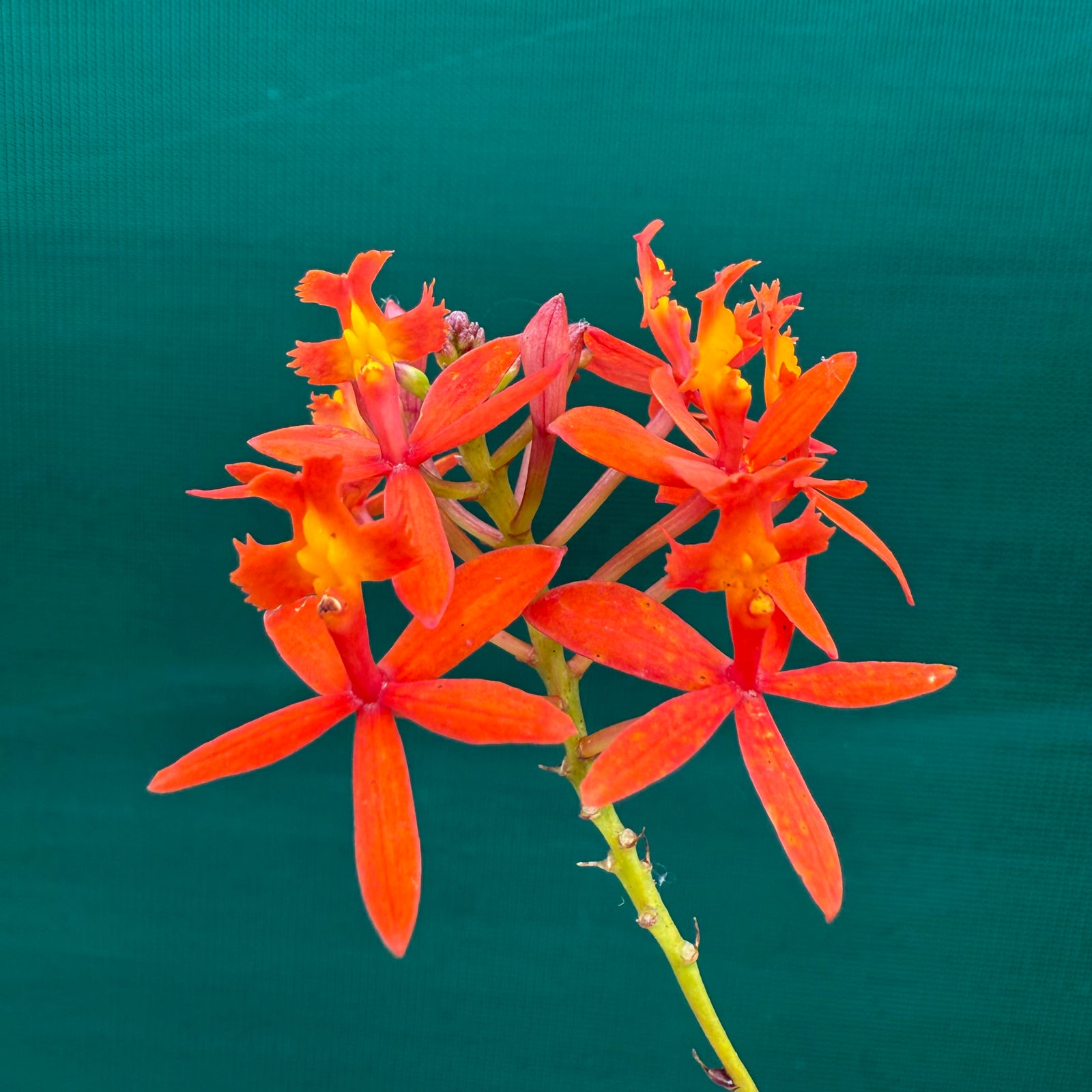 Epidendrum ‘Pointed Orange’
