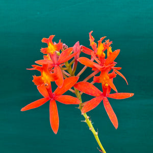 Epidendrum ‘Pointed Orange’ NEW