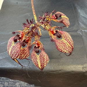 Orchid - Bulbophyllum rothschildianum