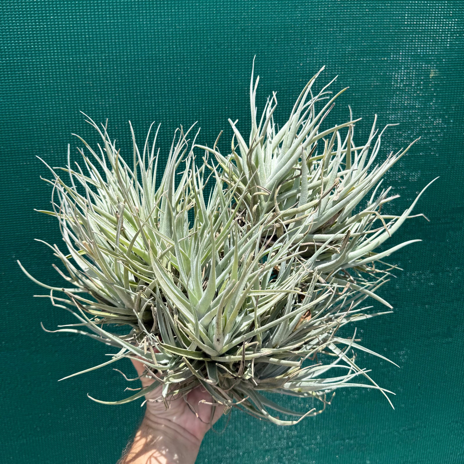 Tillandsia leonamiana ‘Brent’ (Mature Clump) NEW