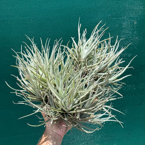 Tillandsia leonamiana ‘Brent’ (Mature Clump) NEW