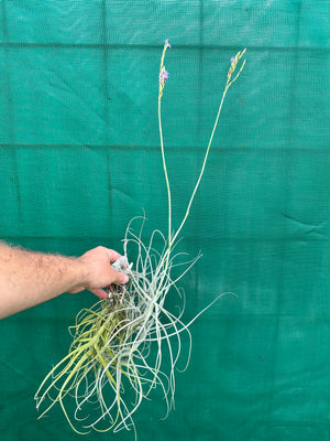 Tillandsia - arhiza (Fragrant)