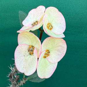 Poysean - Euphorbia P037