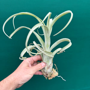 Tillandsia - Burly Slim ex. BD NEW