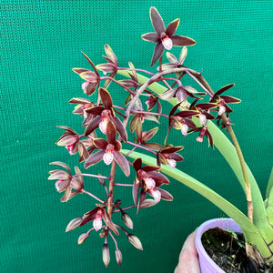 Orchid - Cymbidium canaliculatum f. sparkesii NEW
