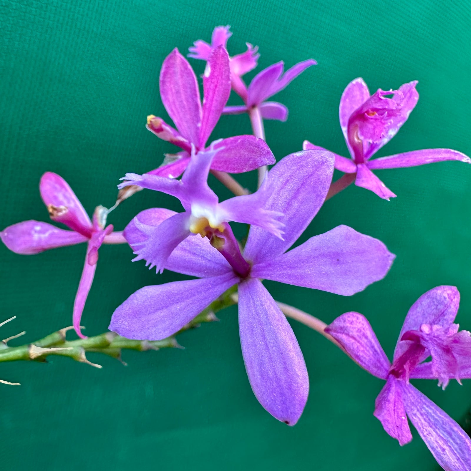 Epidendrum radicans ‘Mauve’