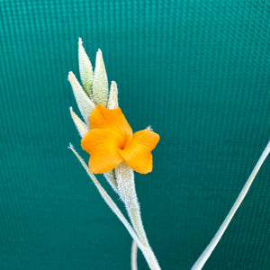 Tillandsia - caliginosa x crocata ex. CC (Fragrant)