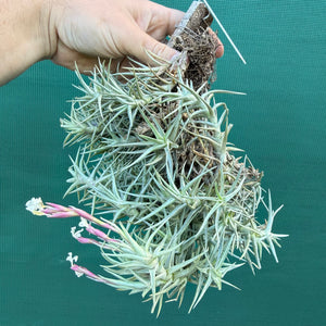 Tillandsia cocoensis (Mature Clump)