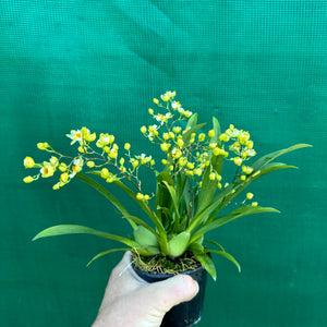 Orchid - Oncidium ‘Twinkle Fantasy’ (Fragrant)